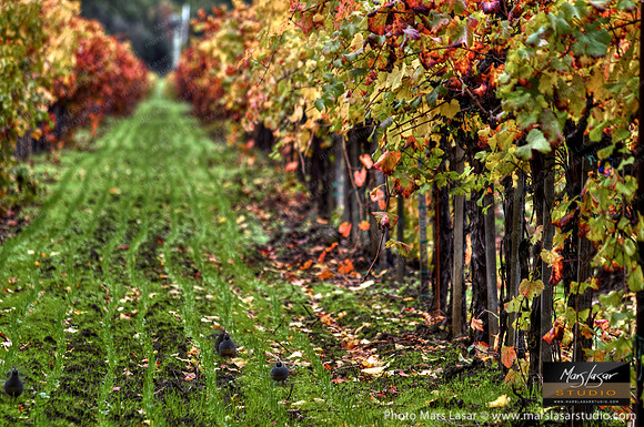 Late Fall Rows 2
