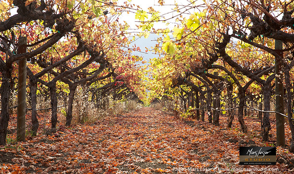 Sunny Fall In The Vineyards