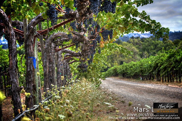 Merlot Arches
