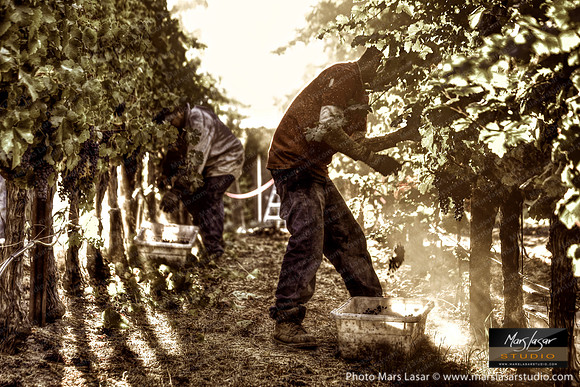 Sunrise Pickers_sepia