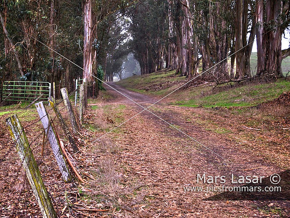 Eucalyptus road 3