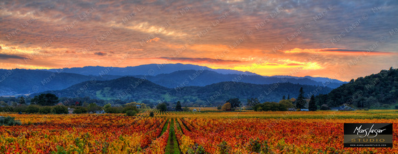 Classic Napa Valley_pan