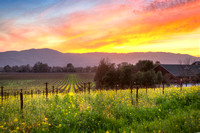 Mumm Mustard Sunset