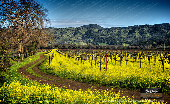 Mustard Season