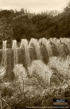 O'Shaughnessy Light_vert