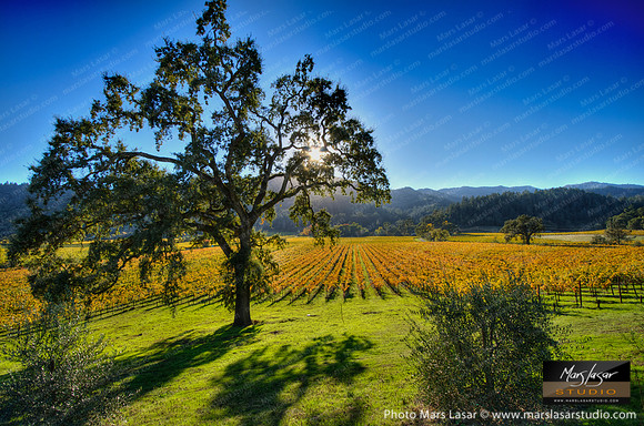 Sunny Hidden Valley