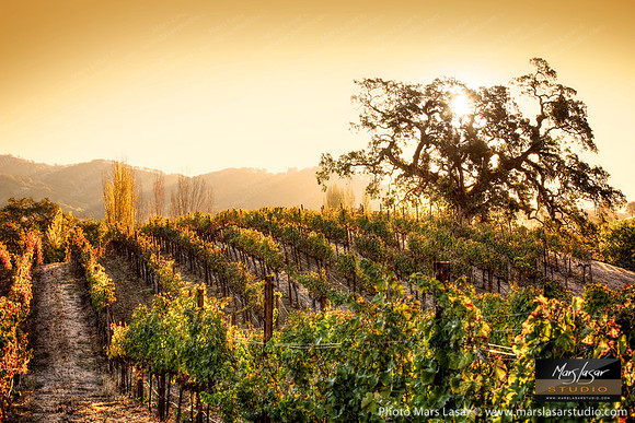 Hestan Golden Sunrise