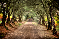 Schramsberg Tree Tunnel