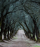 Olive Tree Tunnel