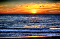 Pelican Sunset