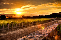 Golden Wine Country