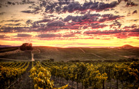 Carneros Magic