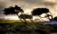Cypress Dusk