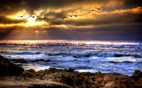 Pelican Shores