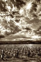 Angels Territory_sepia_vert