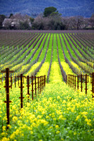 Mustard Rush