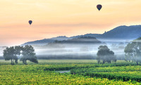 Misty Harvest