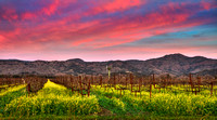 Mustard Twilight