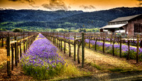 Purple Haze