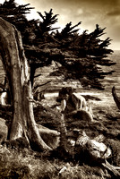 Old Cypress Tree_sepia
