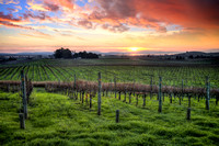 Wine Maker's Winter