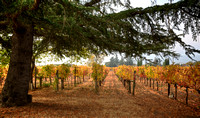 The Old Vineyards Pine