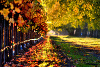 Whispy Fall