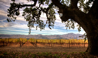 Yount Mill Tranquil Oak