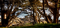 Carmel Magic