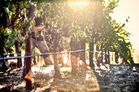 Sunshine Cabernet Harvest