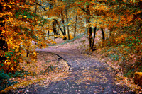 Quiet Fall Road