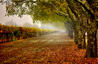 Trefethen Trees