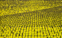 Mustard Tides