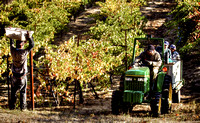 Trefethen Pickers 1
